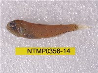 藏品(七星魚)的圖片